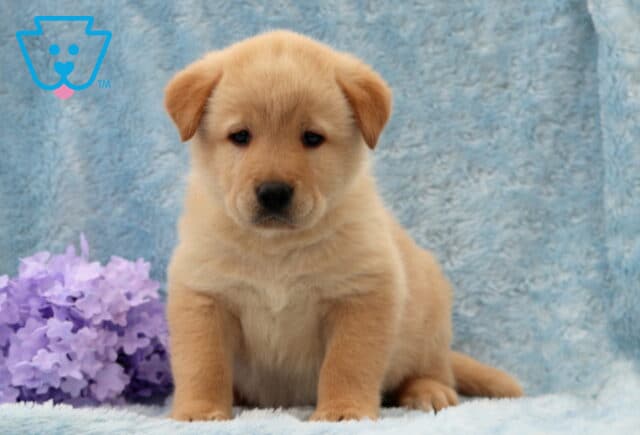 Davey Lab Mix image