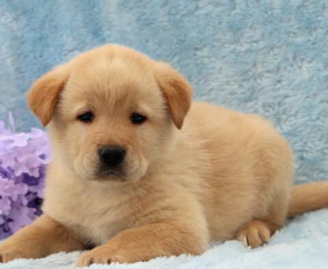 Davey Lab Mix2