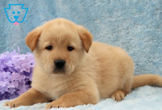 Davey Lab Mix2 image