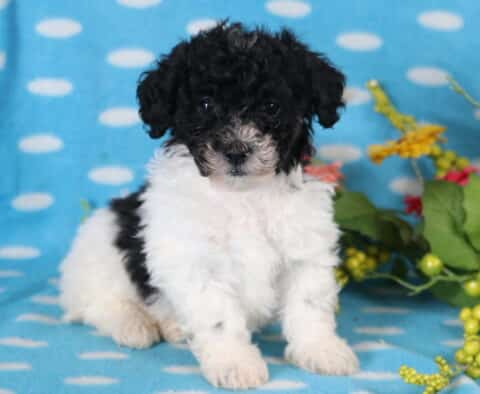 Dawson Bichpoo