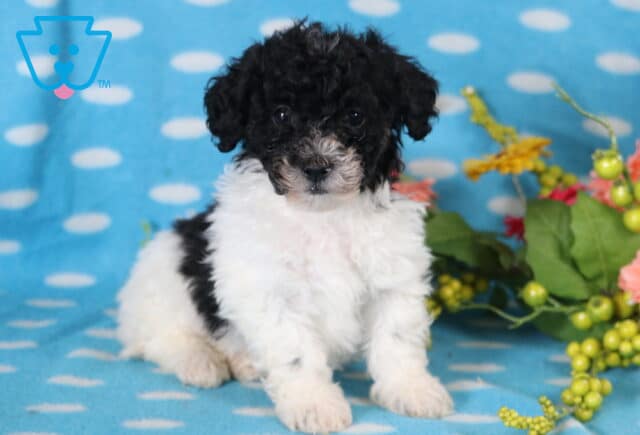 Dawson Bichpoo image