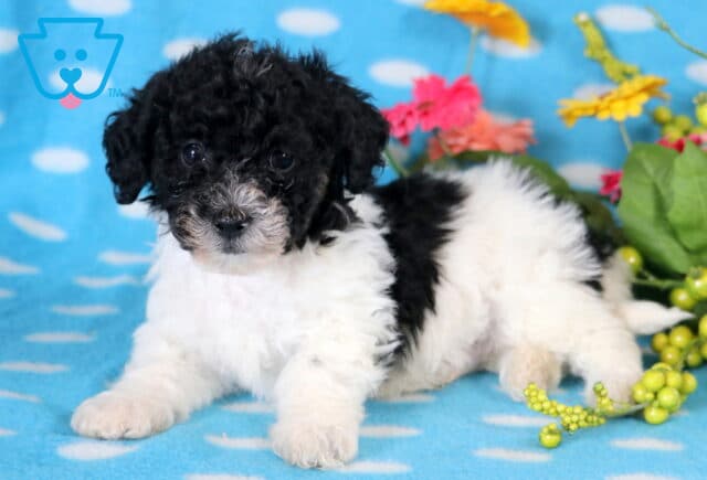 Dawson Bichpoo2 image