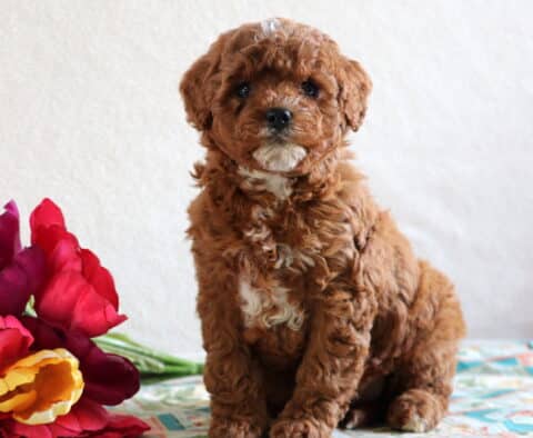 Dean Cavapoo