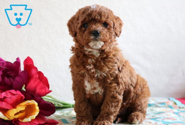 Dean Cavapoo image