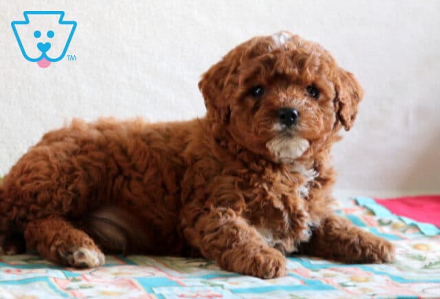 Dean Cavapoo2 image