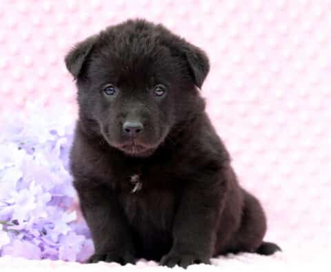 Delilah Lab Mix