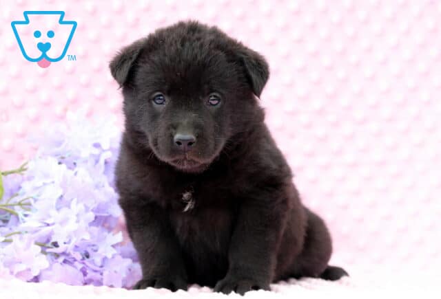 Delilah Lab Mix image