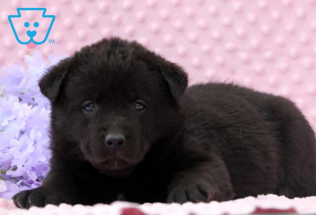 Delilah Lab Mix2 image
