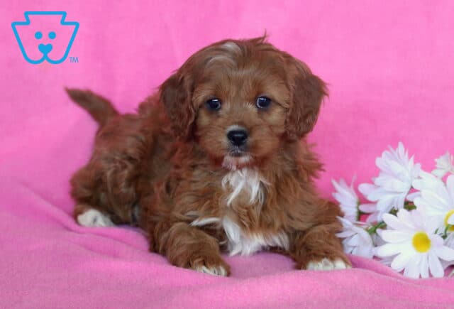 Desi Cavapoo image