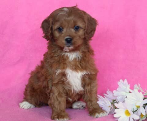 Desi Cavapoo2