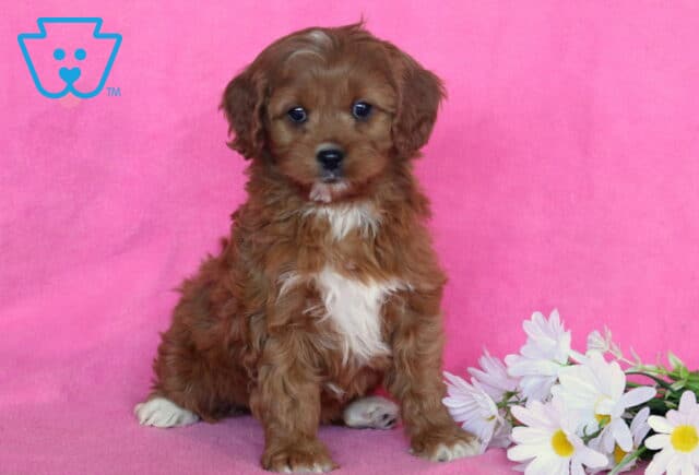 Desi Cavapoo2 image