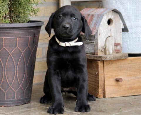 Destiny Black Lab