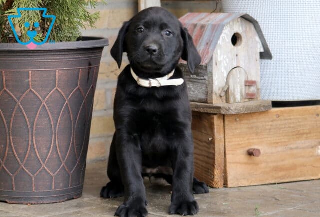 Destiny Black Lab image