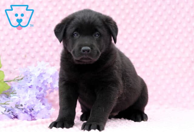 Dezzy Lab Mix image