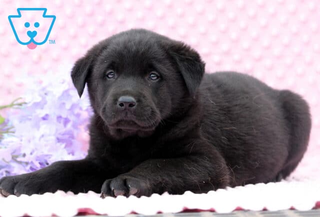 Dezzy Lab Mix2 image