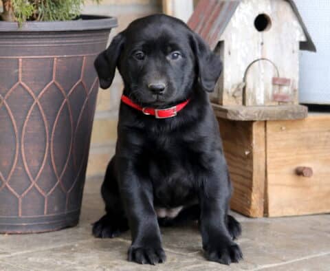 Dia Black Lab