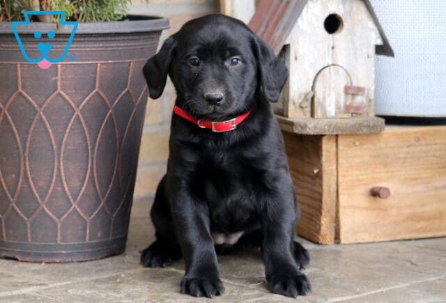 Dia Black Lab image
