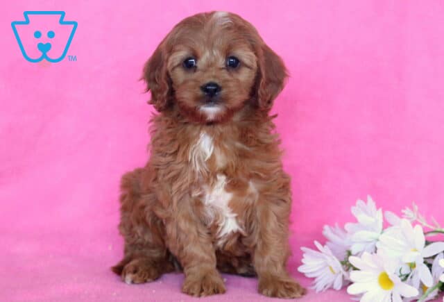 Dia Cavapoo image