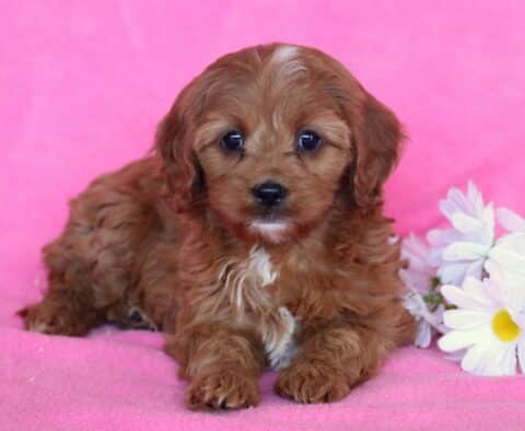 Dia Cavapoo2
