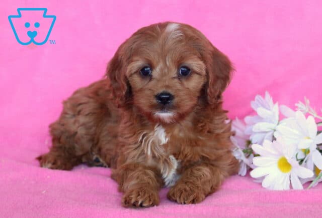 Dia Cavapoo2 image