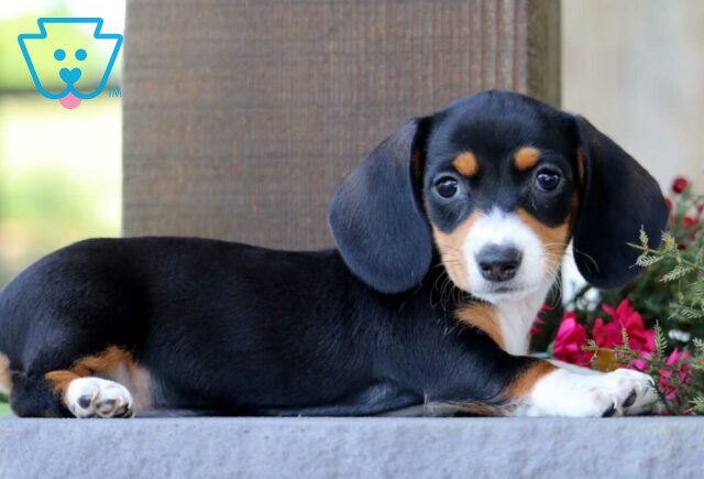 Diamond Mini Dachshund2