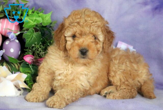 Diamond Mini Goldendoodle 1-001