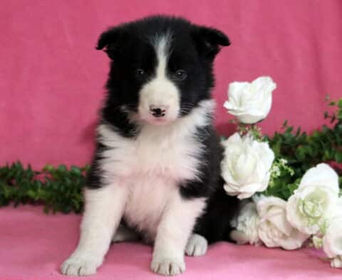 Diane Border Collie