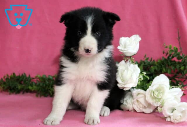 Diane Border Collie image