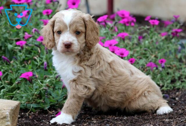 Dill Cockapoo2 image