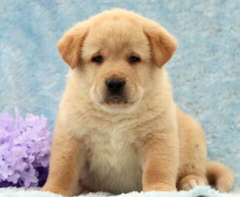 Dillon Lab Mix
