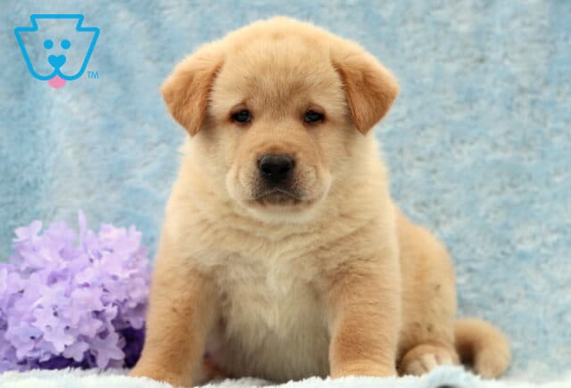 Dillon Lab Mix image
