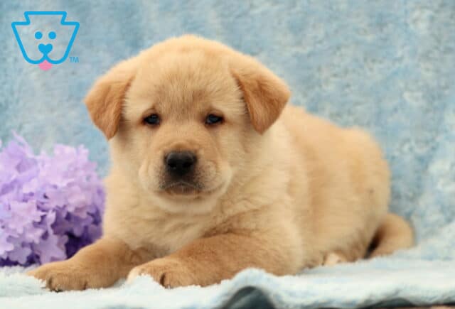 Dillon Lab Mix2 image