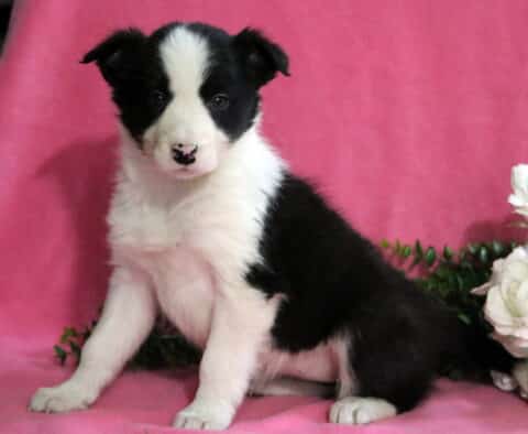 Dixie Border Collie