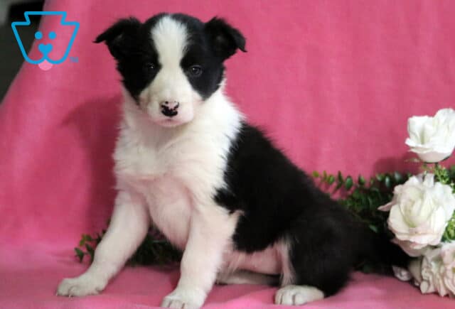 Dixie Border Collie image