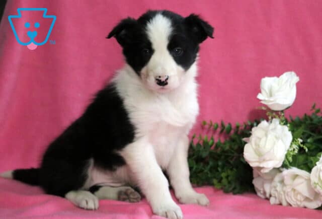 Dixie Border Collie2 image