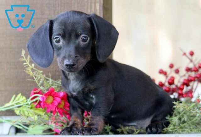 Dixie Mini Dachshund