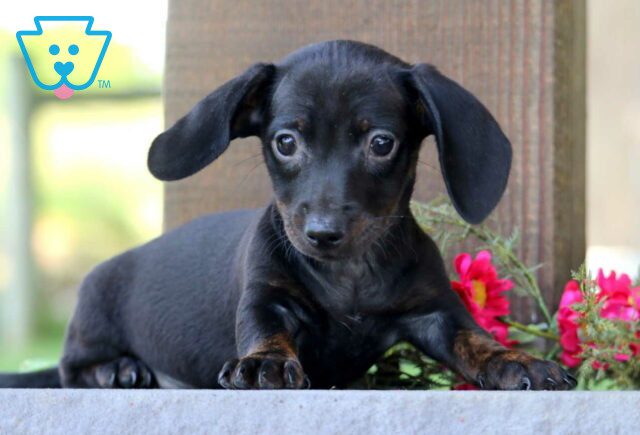 Dixie Mini Dachshund2