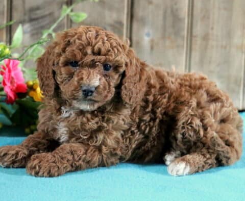 Dixie Mini Poodle