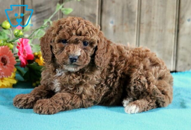 Dixie Mini Poodle image