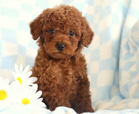 Dj Toy Poodle