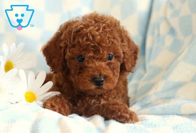 Dj Toy Poodle2 image