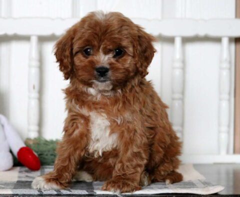 Dobby Cavapoo