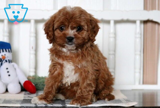 Dobby Cavapoo image