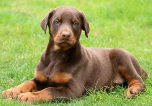 Doberman pinscher puppies for sale