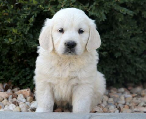 Dodger Eng Cream Golden