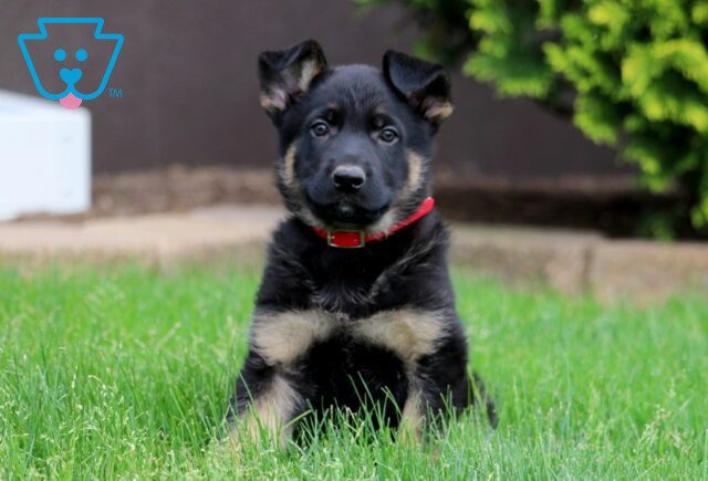 Dodger German Shepherd 1-001