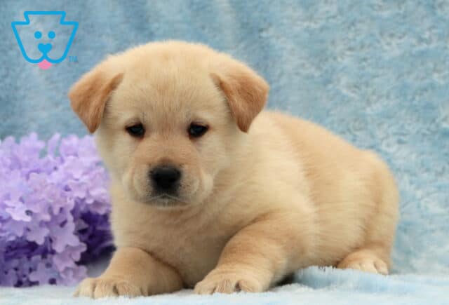 Dodger Lab Mix image