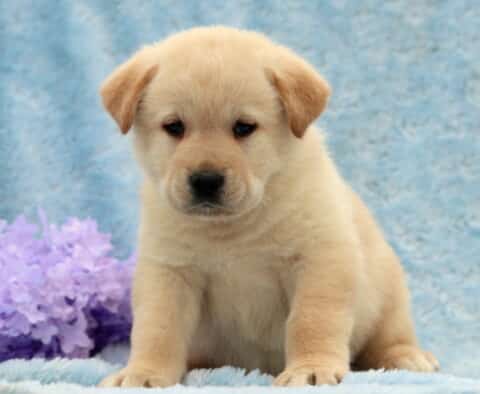 Dodger Lab Mix2
