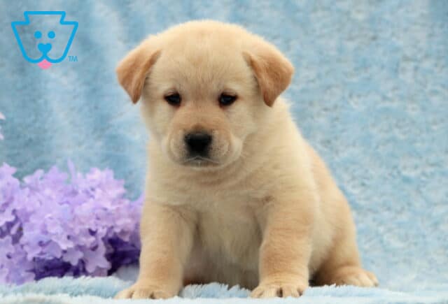 Dodger Lab Mix2 image