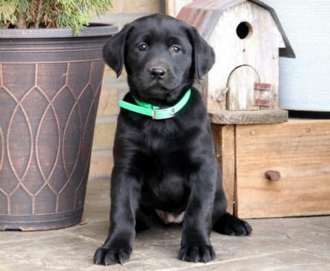 Dolly Black Lab